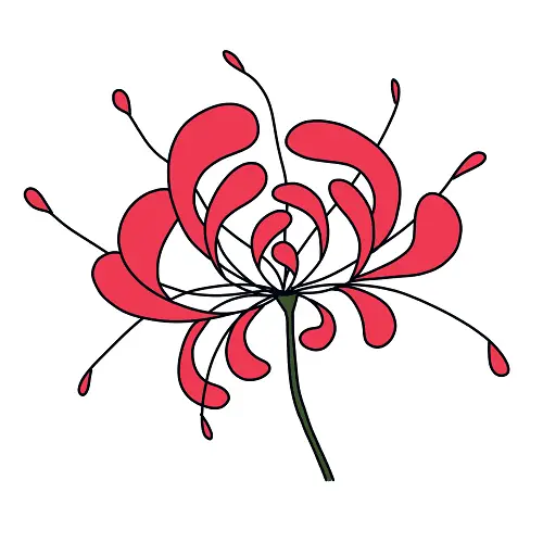 disegni di Lycoris Radiata