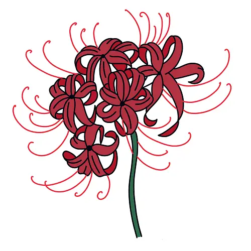disegni di disegni di Lycoris Radiata da colorare passo 7