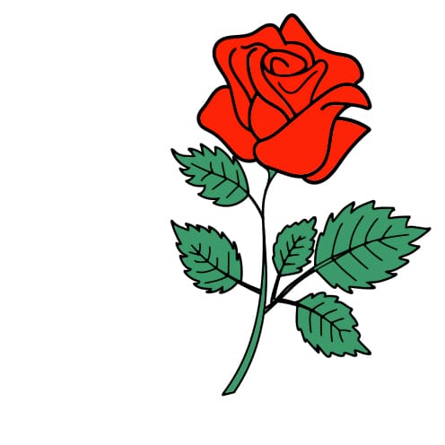 disegni di rosa-passo-12