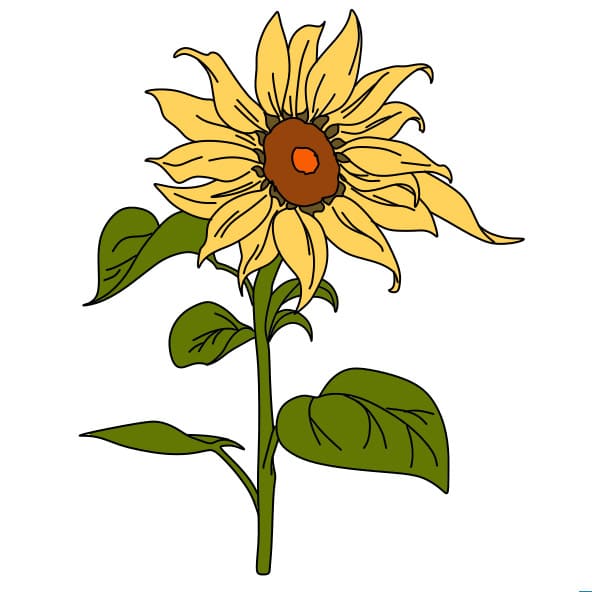 disegni di disegno-girasole-passo6-5