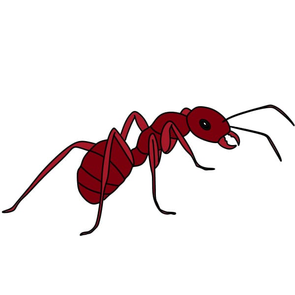 disegni di Disegnare-una-formiche-Passo10-4