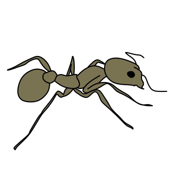 disegni di Disegnare-una-formiche-Passo7