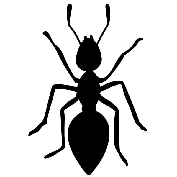 disegni di Disegnare-una-formiche-Passo8