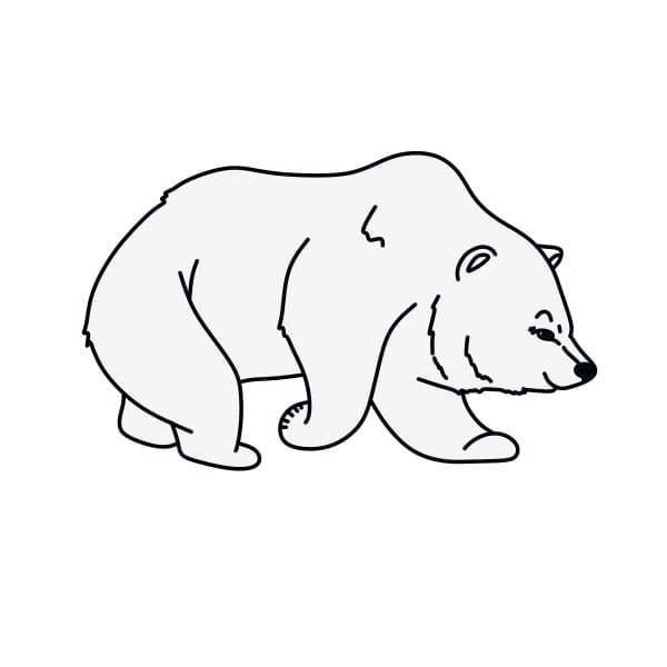 disegni di disegno-orso-polare-passo9