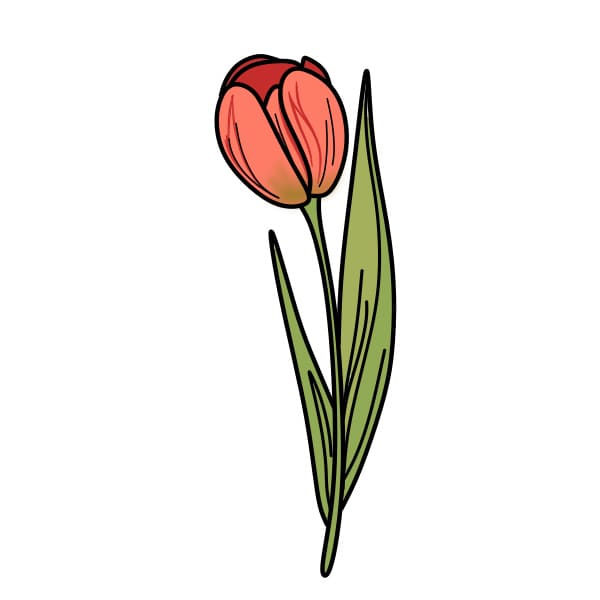 disegni di Disegnare-tulipani-passo5-5