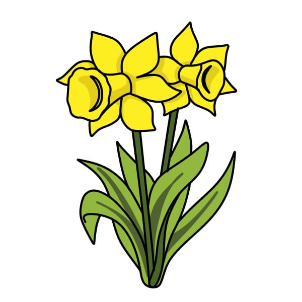 disegni di Narcisi