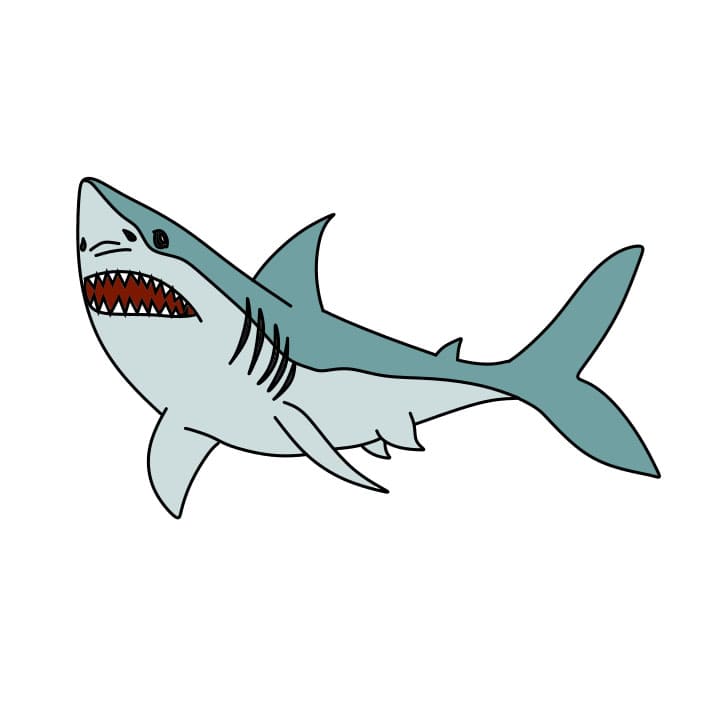 disegni di come-disegnare-uno-squalo-passo9