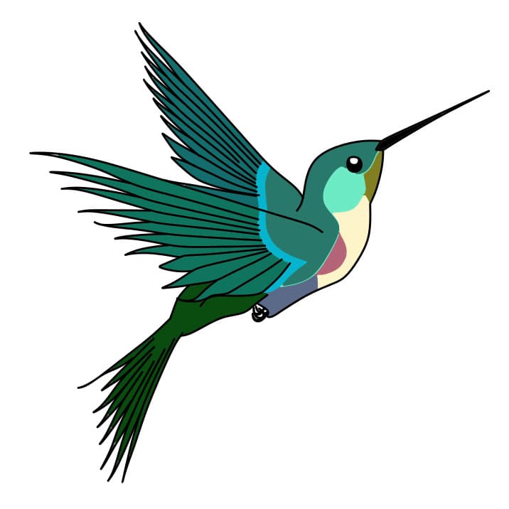 disegni di Come-disegnare-un-colibri-Passo-8