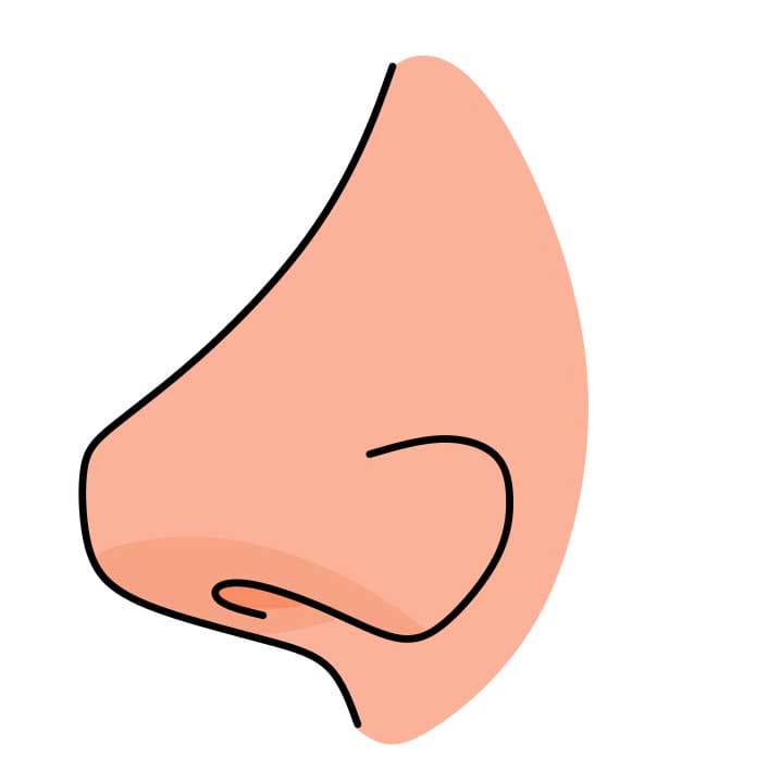disegni di Come-disegnare-un-naso-Passo-3-3