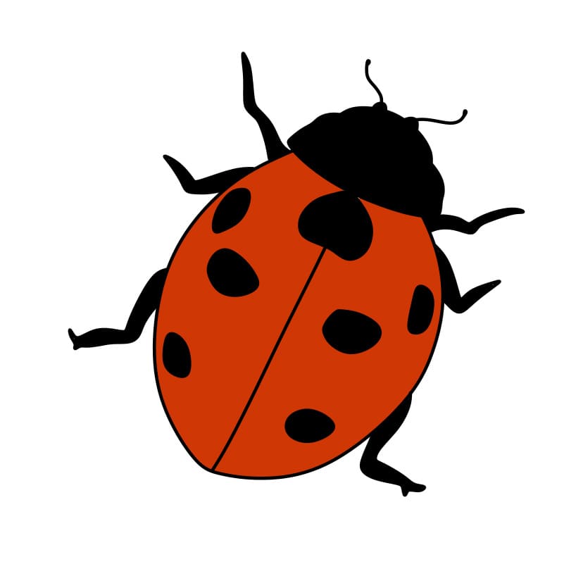 disegni di Come-disegnare-una-coccinella-Passaggio-6-5