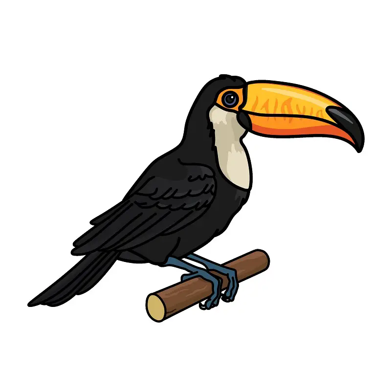 disegni di Toucan 1 (10)