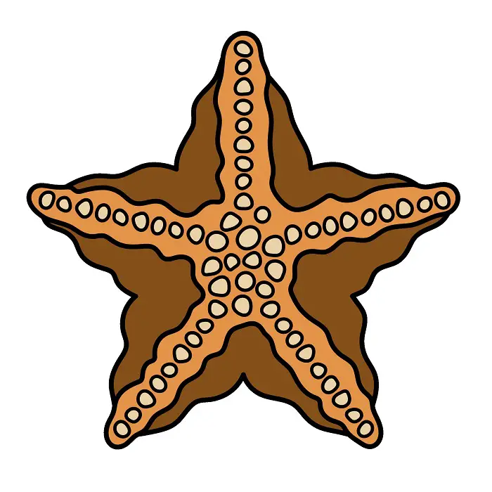 disegni di Stella Marina
